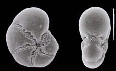 Elphidium kaneharai Ishiwada, 1958, identified specimen, Japan