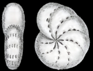 Polystomella umbilicatula var. incerta Williamson, 1858, holotype