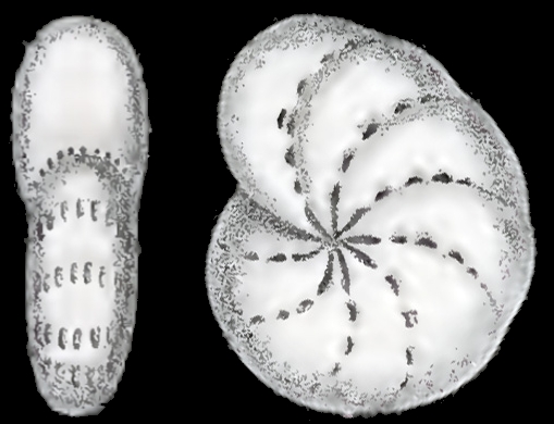 Polystomella umbilicatula var. incerta Williamson, 1858, holotype Polystomella umbilicatula var. incerta Williamson, 1858, holotype