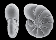 Polystomella umbilicatula var. incerta Williamson, 1858, paralectotype