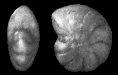 Protelphidium lenticulare Gudina, 1966, holotype Protelphidium lenticulare Gudina, 1966, holotype