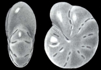 Elphidium kobense McCulloch, 1977, holotype