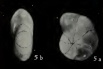 Cribrononion gnythosuturatum He, Hu and Wang, 1965, holotype