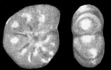 Cribroelphidium asterineum Troitskaya, 1973, syntype