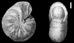 Cribroelphidium asterineum Troitskaya, 1973, syntype