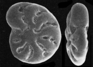 Cribroelphidium parkerae Yanko, 1974 identified specimen