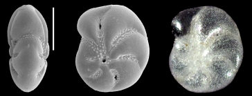 Elphidium parvulum Aoki, 1968, identified specimen, Japan,