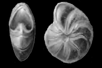 Elphidium? ustulatum Todd 1957 holotype
