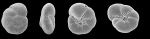 Aubignyna hamblensis Murray, Whittaker & Alve, 2000, holotype