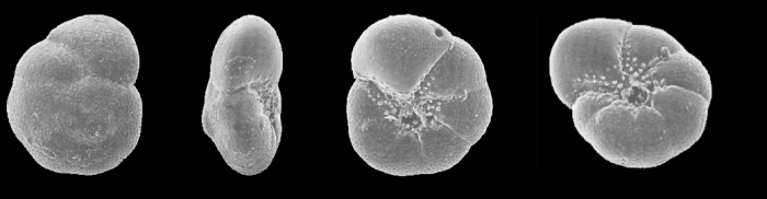 Aubignyna hamblensis Murray, Whittaker & Alve, 2000, holotype Aubignyna hamblensis Murray, Whittaker & Alve, 2000, holotype