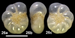 Protelphidium glabra (He, Hu and Wang, 1965) identified specimen, China