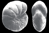 Haynesina magna Levchuk, 1987, holotype