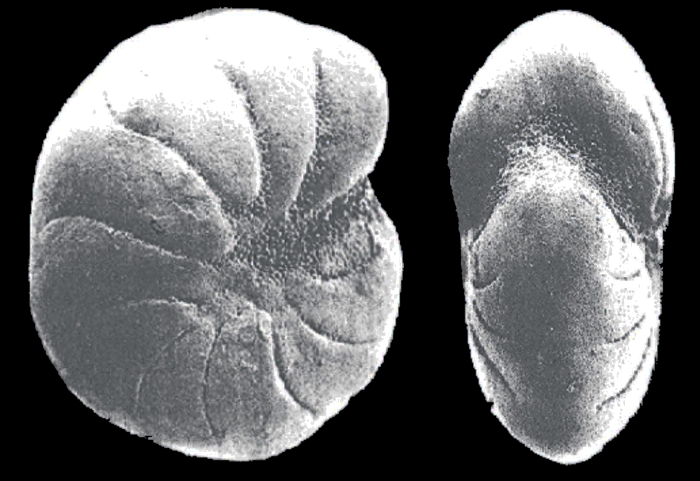 Haynesina magna Levchuk, 1987, holotype Haynesina magna Levchuk, 1987, holotype