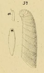 Marginulina? gladius Philippi, 1844