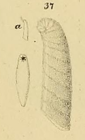 Marginulina? gladius Philippi, 1844