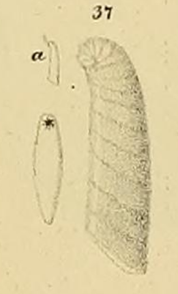 Marginulina? gladius Philippi, 1844 Marginulina? gladius Philippi, 1844