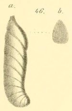 Cristellaria (Cristellaria) conferta Reuss, 1863