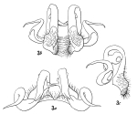 figs. 3a-3c Tymbodesmus figlinus