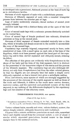 p. 708 Tymbodesmus figlinus