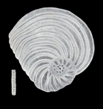 Peneroplis mesoevolutus McCulloch, 1981