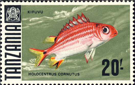 Holocentrus cornutus Holocentrus cornutus