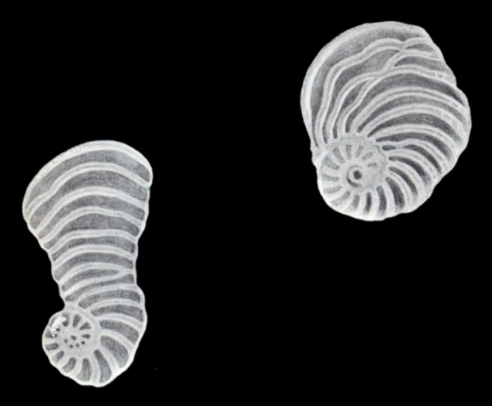 Peneroplis undulatus McCulloch, 1981 Peneroplis undulatus McCulloch, 1981