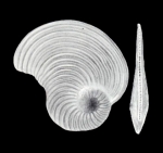 Peneroplis trinidadensis McCulloch, 1981