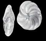 Peneroplis carinatiformis McCulloch, 1981