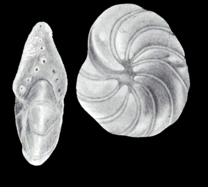 Peneroplis carinatiformis McCulloch, 1981 Peneroplis carinatiformis McCulloch, 1981