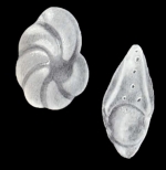 Peneroplis (?) parviformis McCulloch, 1981