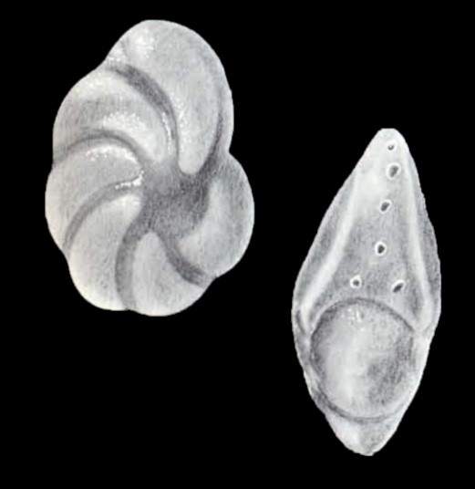 Peneroplis (?) parviformis McCulloch, 1981