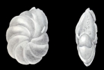 Peneroplis tortugaensis McCulloch, 1981
