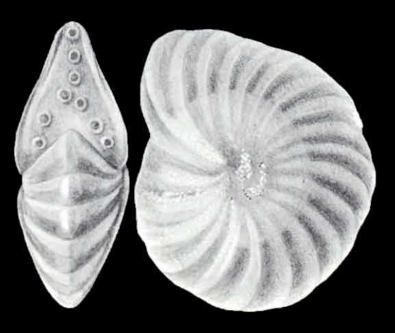 Peneroplis carinatus subsp. differens McCulloch, 1981 Peneroplis carinatus subsp. differens McCulloch, 1981