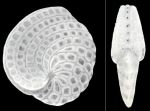 Cyclorbiculina compressa subsp. diversa McCulloch, 1981