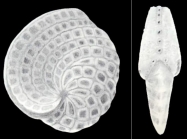 Cyclorbiculina compressa subsp. diversa McCulloch, 1981