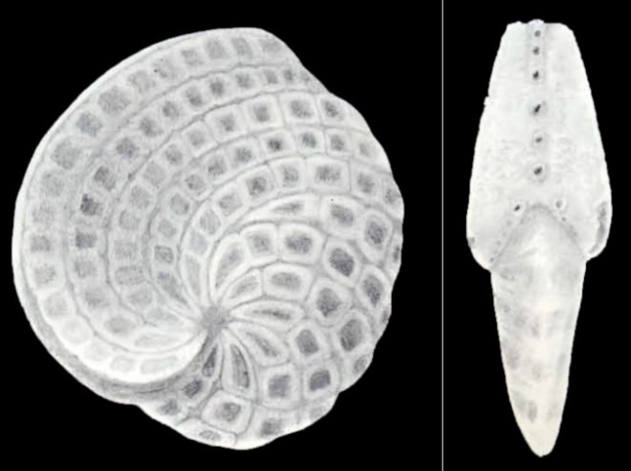 Cyclorbiculina compressa subsp. diversa McCulloch, 1981 Cyclorbiculina compressa subsp. diversa McCulloch, 1981