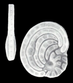 Cyclorbiculina (?) imparilis McCulloch, 1981