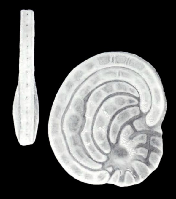 Cyclorbiculina (?) imparilis McCulloch, 1981 Cyclorbiculina (?) imparilis McCulloch, 1981