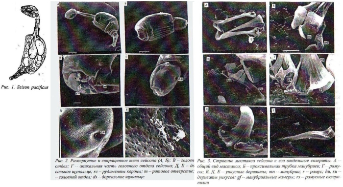 Seison pacificus