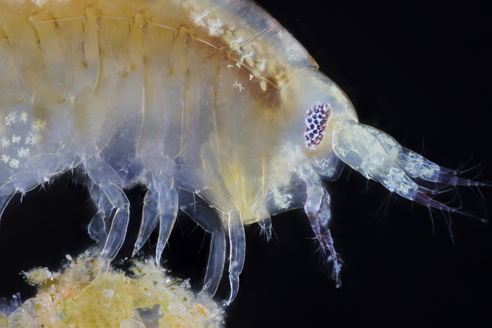Lysianassa costae Milne Edwards, 1830 Lysianassa costae Milne Edwards, 1830