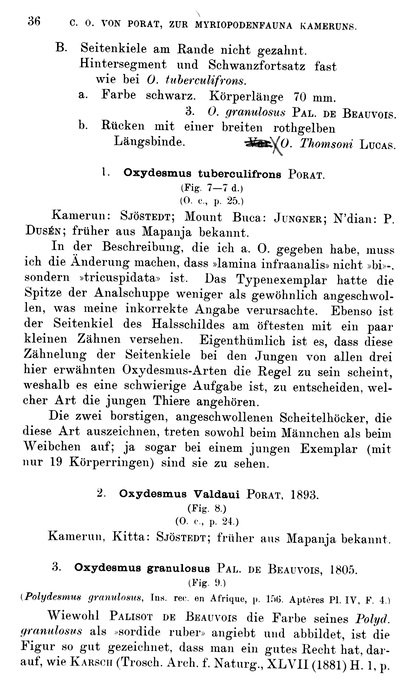 p. 36 Oxydesmus tuberculifrons Porat, 1893