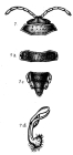 p. 1, figs. 7-7d Oxydesmus tuberculifrons Porat, 1893