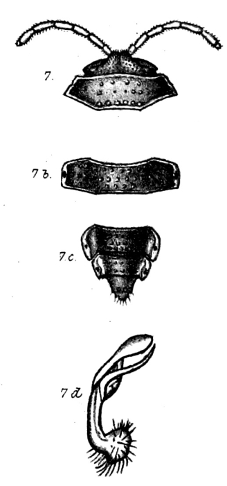 p. 1, figs. 7-7d Oxydesmus tuberculifrons Porat, 1893