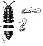 fig. 8a-8e Oxydesmus valdaui