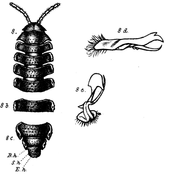 fig. 8a-8e Oxydesmus valdaui fig. 8a-8e Oxydesmus valdaui