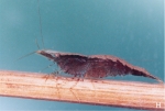 Caridina henriettae