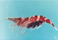 Caridina henriettae