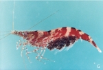 Caridina henriettae