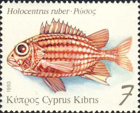 Holocentrus ruber Holocentrus ruber