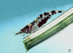 Caridina henriettae